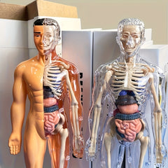 30pcs Human Anatomy Model Set Educational Science Tool Detachable Skeletons