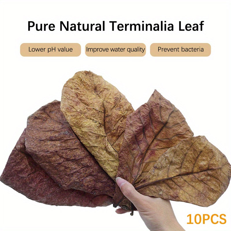 Water Improving Terminalia and Lagoon Leaves