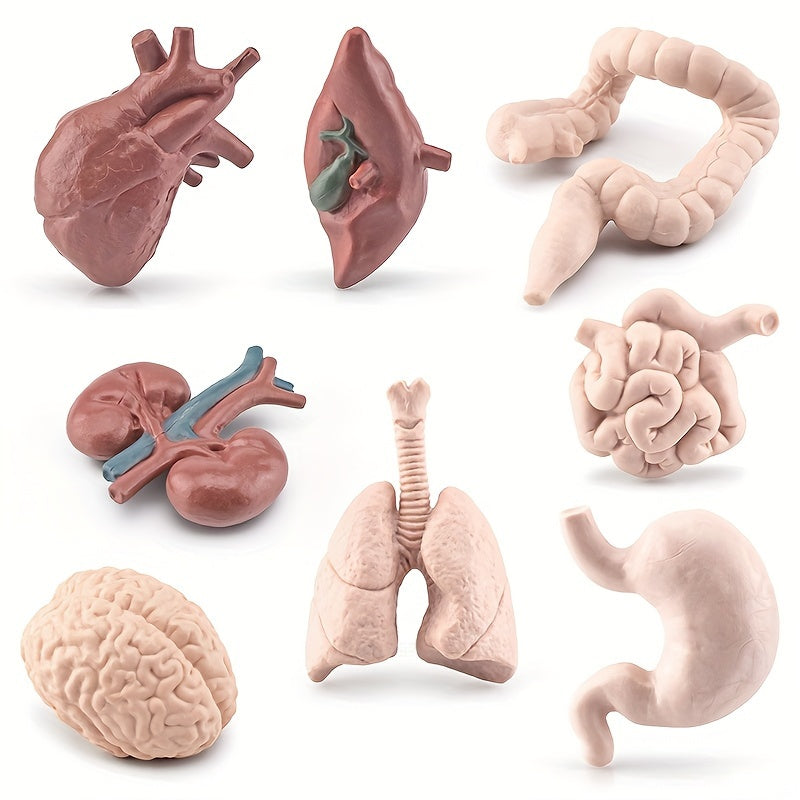 8pcs Simulated Human Organs Toys Set for Children