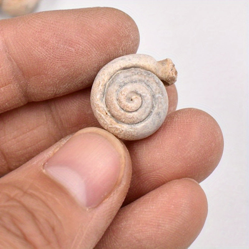 Ancient Marine Snail Specimen for Science Teaching