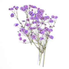 10 Pcs Natural Gypsophila Bouquet for Decor & Photography