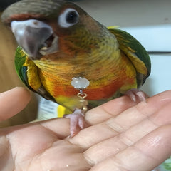 Peony Cockatiel Neck Cover Stainless Steel Chain