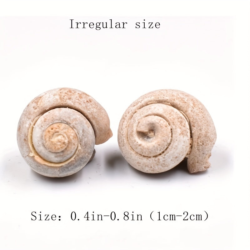 Ancient Marine Snail Specimen for Science Teaching