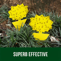 5pcs Fruit Fly Sticky Trap Indoor Outdoor Fungus Gnat Killer