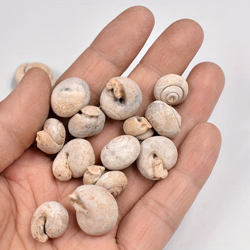 Ancient Marine Snail Specimen for Science Teaching