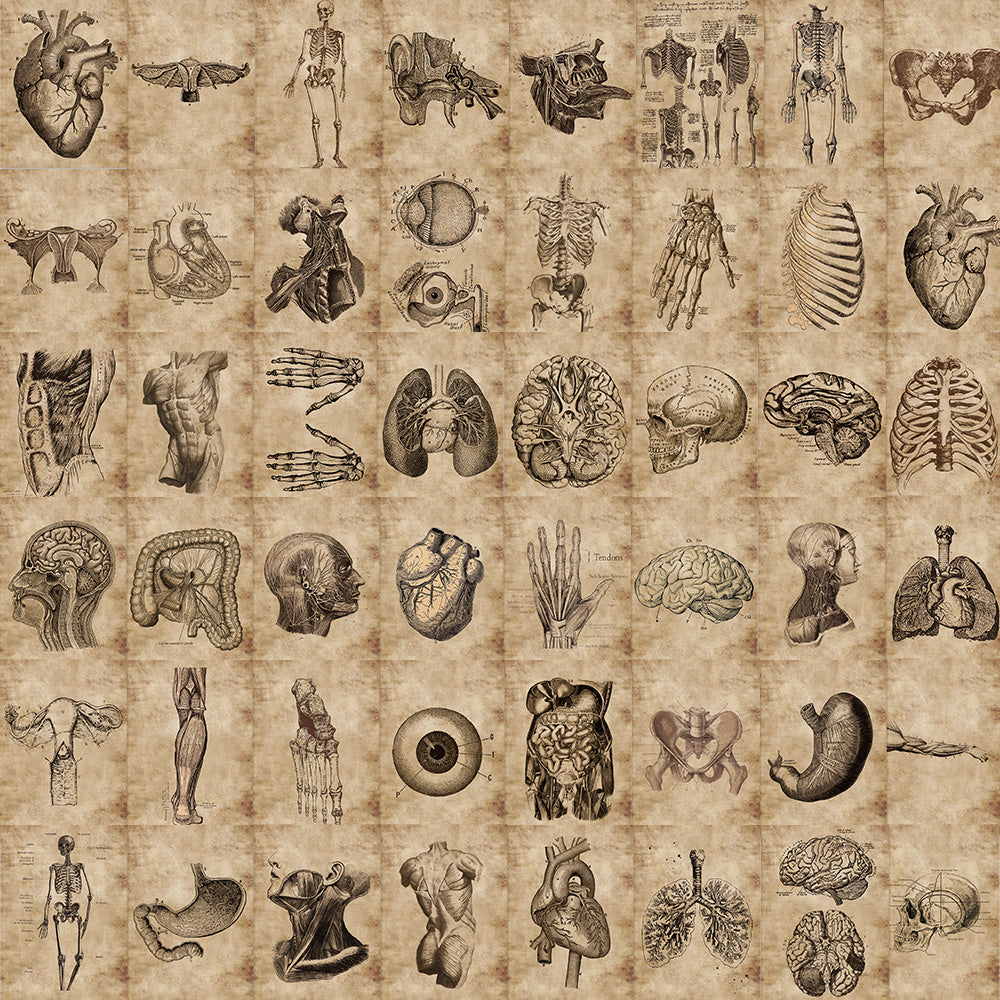 Classic Anatomy And Physiology Body Structure PVC Stickers