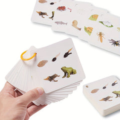 Educational Animal & Plant Life Cycle Deck - Kids Learning