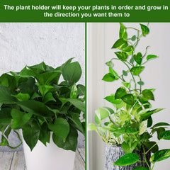 10pcs Plant Climbing Fixture Clips with 12pcs Adhesive Sticker