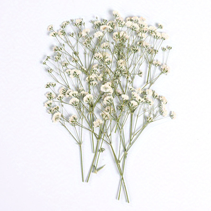 10 Pcs Natural Gypsophila Bouquet for Decor & Photography