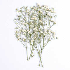 10 Pcs Natural Gypsophila Bouquet for Decor & Photography
