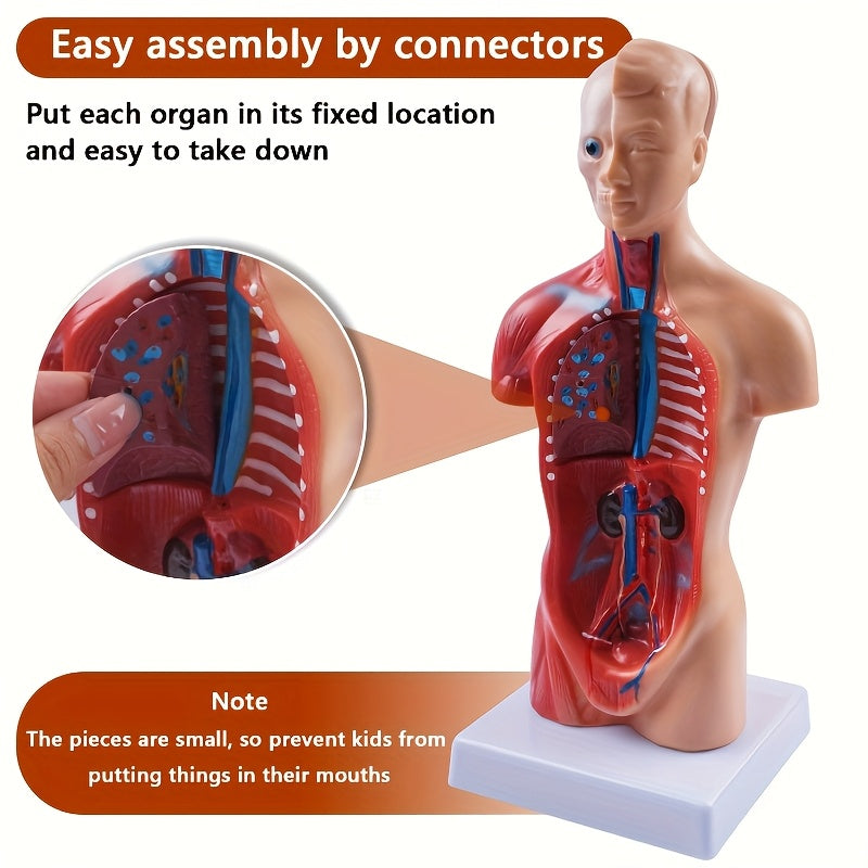 Durable PVC Anatomical Organ Model for Medical Students Educational Study