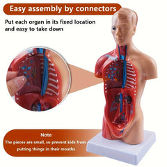 Durable PVC Anatomical Organ Model for Medical Students Educational Study