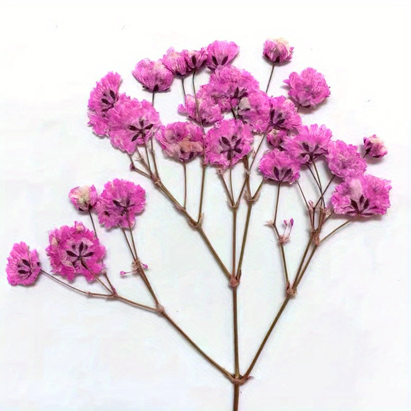 10 Pcs Natural Gypsophila Bouquet for Decor & Photography