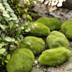 1Pc Fairy Garden Stone Moss Micro Landscape Bonsai DIY Decor Ornament