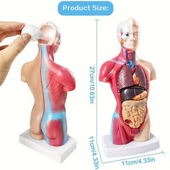 Durable PVC Anatomical Organ Model for Medical Students Educational Study
