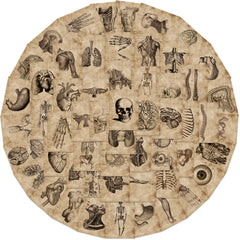 Classic Anatomy And Physiology Body Structure PVC Stickers