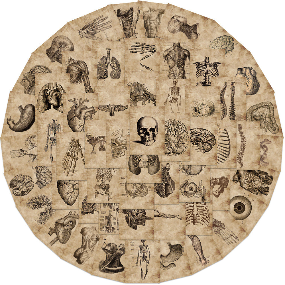 Classic Anatomy And Physiology Body Structure PVC Stickers
