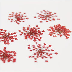20pcs Natural Snowflake Dry Flower Embossing DIY Decorations