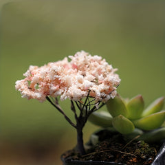 2pcs Mini Sakura Trees Plant Ornament Micro Landscape Craft