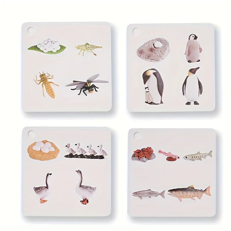 Educational Animal & Plant Life Cycle Deck - Kids Learning