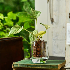 Natural Clay Pebbles Plant Grow Media Hydroponics Orchids Aquaponics