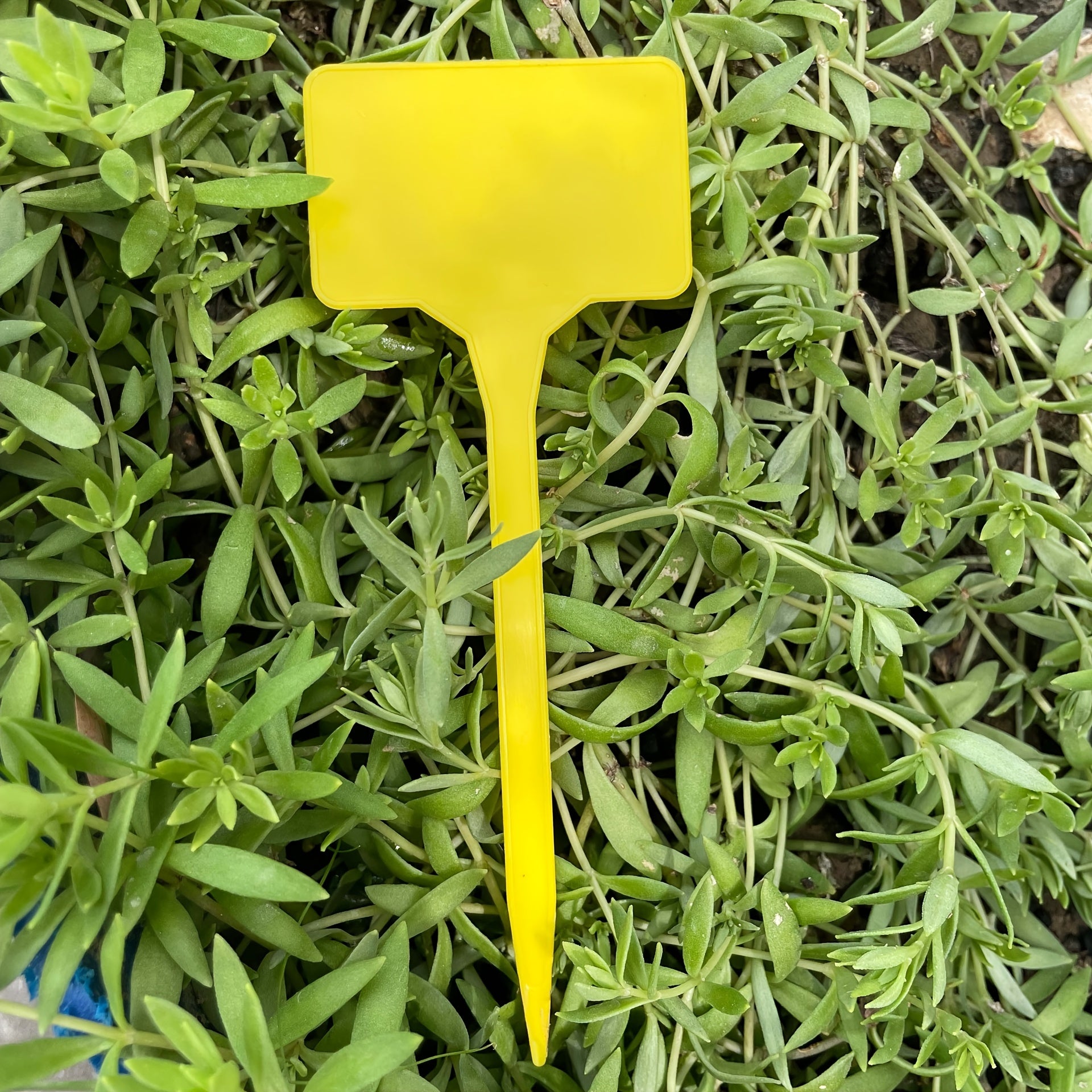 20pcs Gardening Labels T Shaped Waterproof Plastic Plant Tag Seed Marker