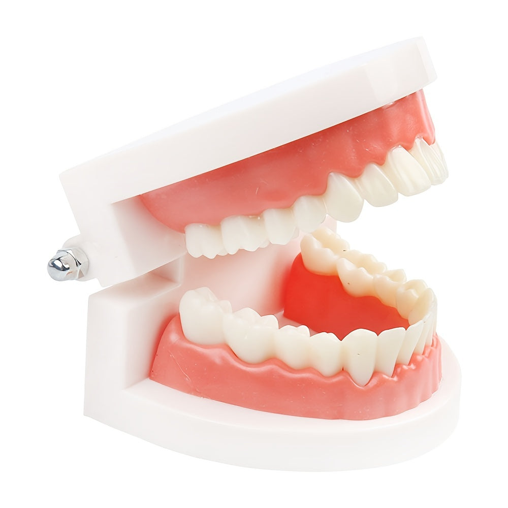 Dental Teeth Model - Standard Dentist Student Teaching Tool