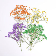 10 Pcs Natural Gypsophila Bouquet for Decor & Photography