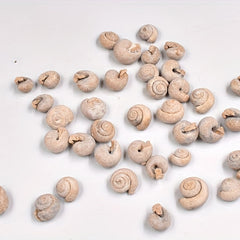 Ancient Marine Snail Specimen for Science Teaching