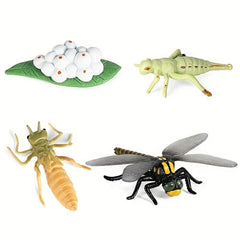 Simulated Insects Dragonflies Growth Cycle Full Set of Models