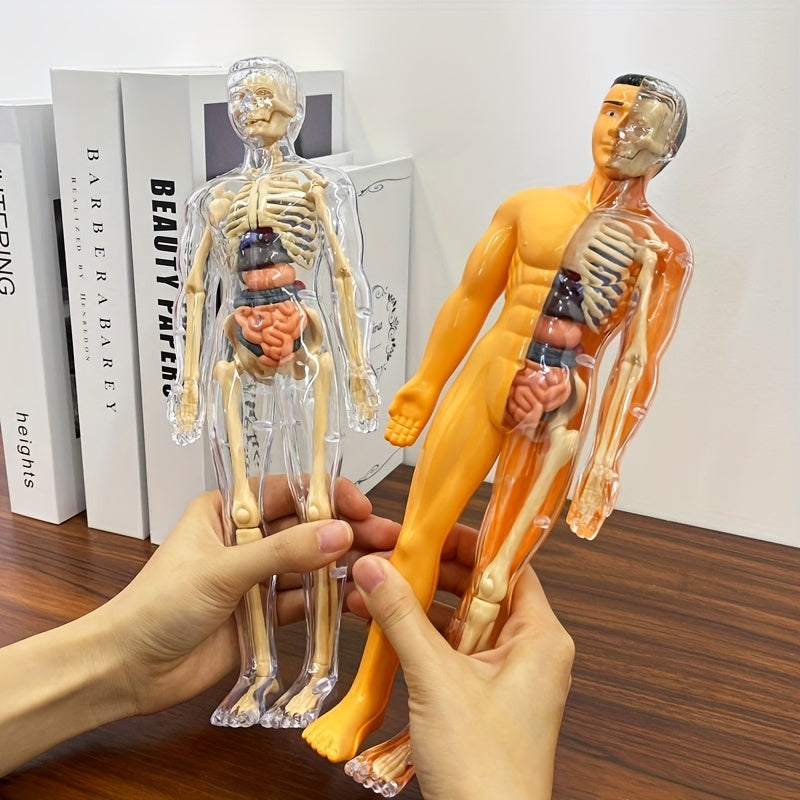 30pcs Human Anatomy Model Set Educational Science Tool Detachable Skeletons