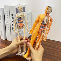 30pcs Human Anatomy Model Set Educational Science Tool Detachable Skeletons