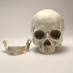 1pc Resin Skull Model Collectible Halloween Ornaments Skull Head