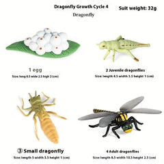 Simulated Insects Dragonflies Growth Cycle Full Set of Models