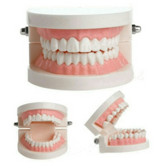 Adult Standard Teeth Model for Dental Teaching