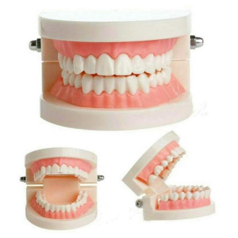 Adult Standard Teeth Model for Dental Teaching
