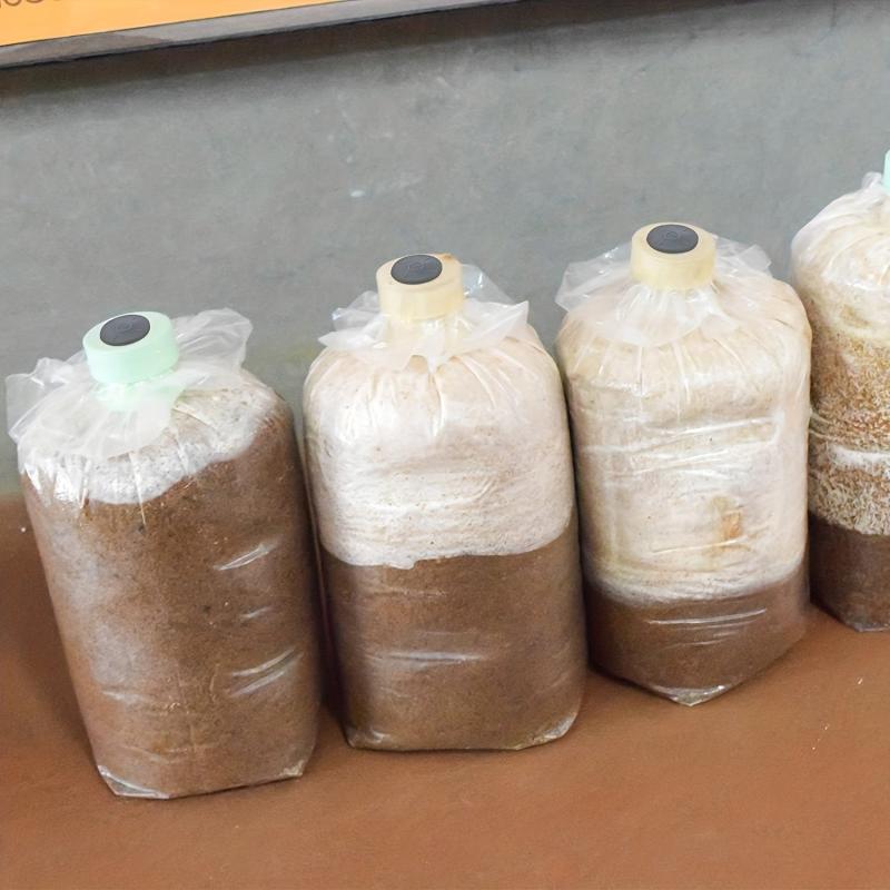 Mushroom Growing Kit: 64 Filter Paper Stickers & 100 Injection Needles