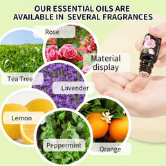 6pcs Aromatherapy Essential Kit Rose Mint 10ml