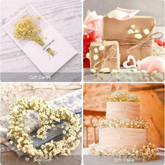 5pcs Ivory Dried Babys Breath Bouquet Natural Fresh Gyp