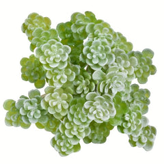 Realistic Succulent Plant for Balcony and Home Decor