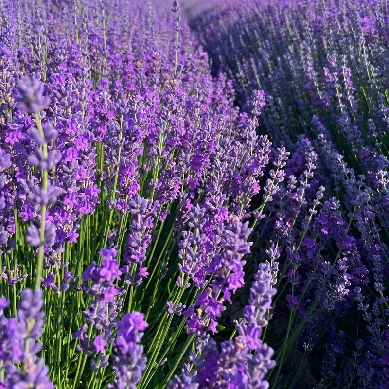 Dried Lavender Flowers Home Fragrance Sachets Tea Baking Wedding