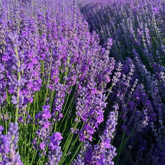 Dried Lavender Flowers Home Fragrance Sachets Tea Baking Wedding