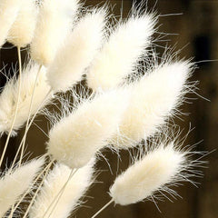 30 Pcs Natural Dried Rabbit Tail Grass Flowers For Home Wedding Party Decor