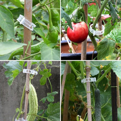 100pcs Plant Support Clips Garden Tomato Grape Vine