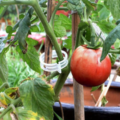 100pcs Plant Support Clips Garden Tomato Grape Vine