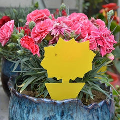 5pcs Yellow Sticky Bug Traps for Fly Pest Insect Control