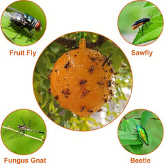 Fruit Fly Traps Sticky Gnat Traps Ball Indoor Outdoor House Kitchen Plants Trees