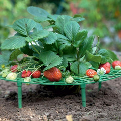 Strawberry Supports Plants Growing Protector Balcony Vegetable Rack