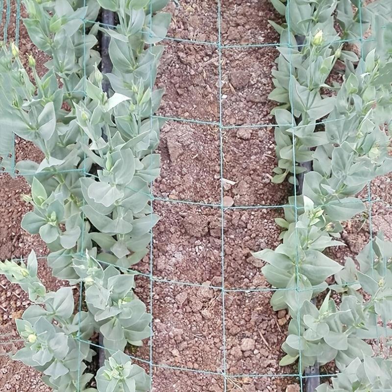 Plant Climbing Net 179 89 Trellis Netting For Climbing Plants