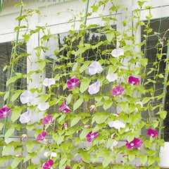 Plant Climbing Net 179 89 Trellis Netting For Climbing Plants